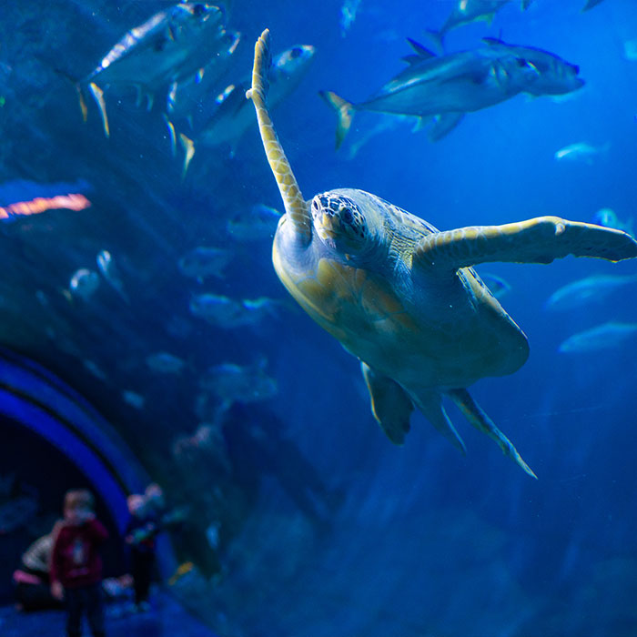 UK's Largest Aquarium | The National Marine Aquarium