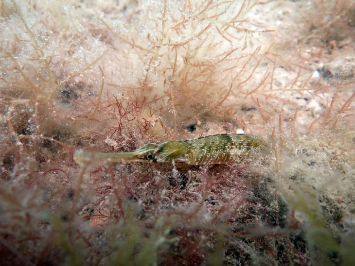 seagrass-beds-seahorses