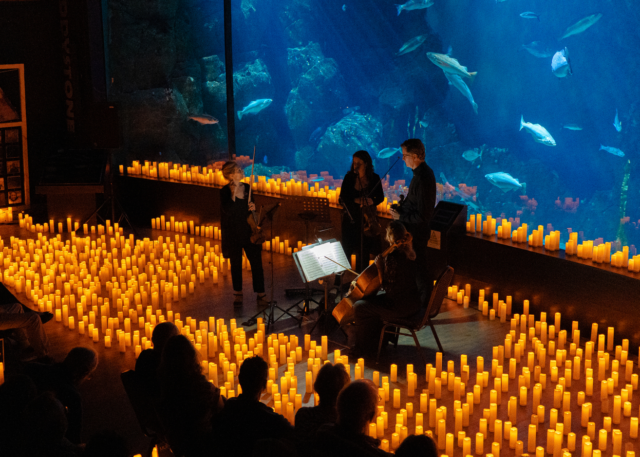 a four piece quartet surrounded by glowing candles, playing music in front of a large aquarium exhibit as an audiences listens and watches