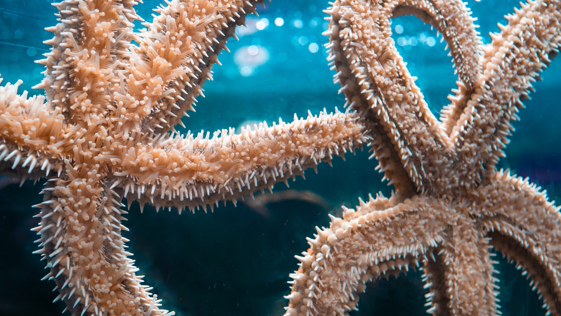 Spiny Starfish in the National Marine Aquarium in Plymouth