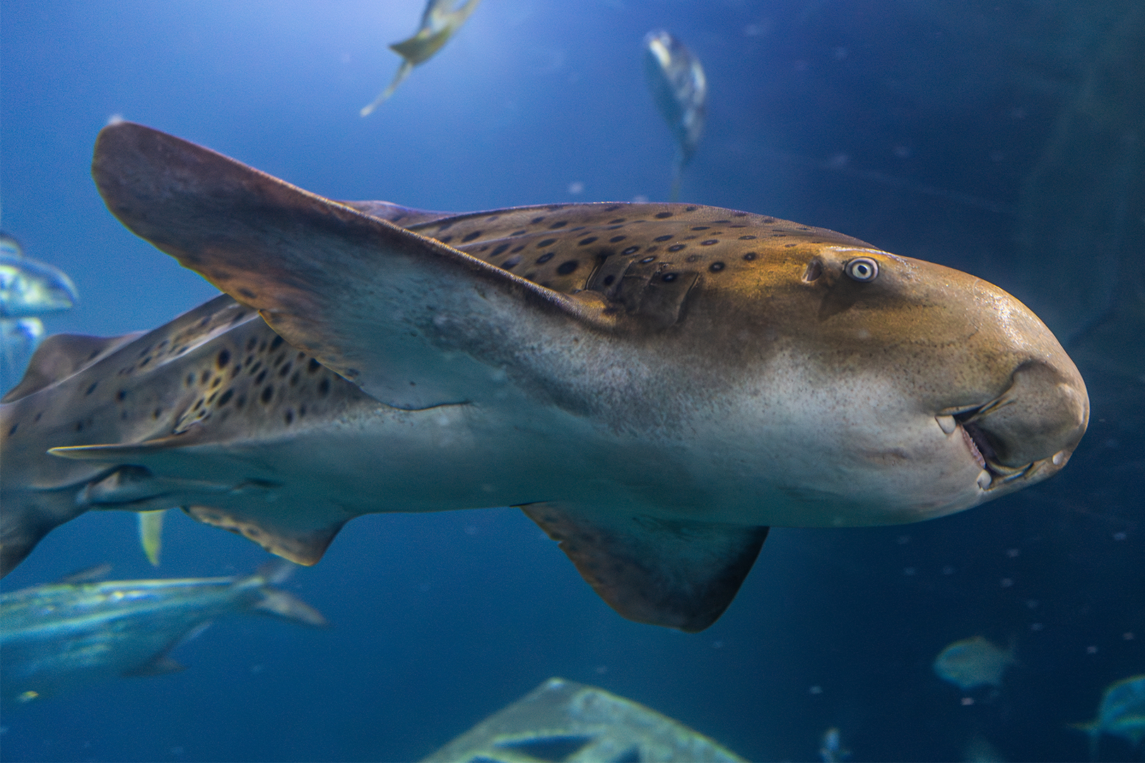 Zeus the zebra Shark in the national marine aquarium in plymouth