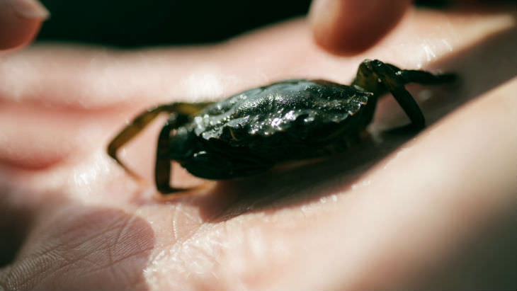 crab-hand-rockpooling