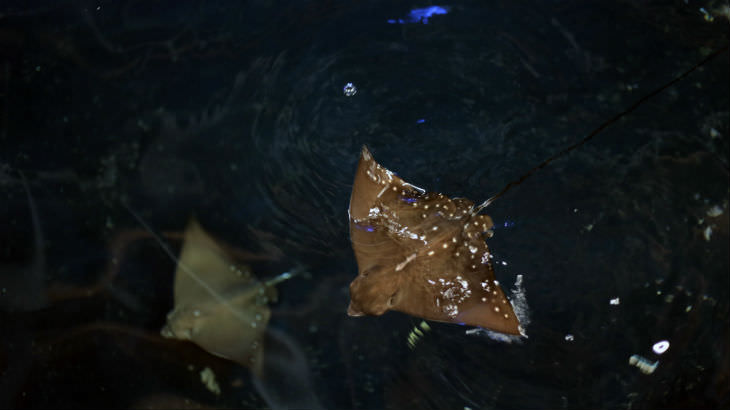 eagle-ray-blog