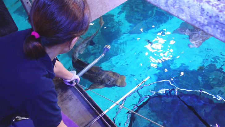 Zebra Shark | Aquarium | Shark feeding