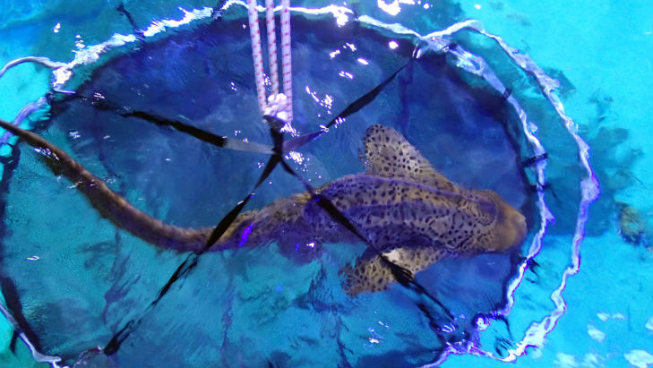 Zebra Shark | Aquarium | Shark feeding