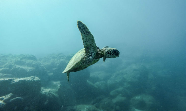 turtle-swimming-Ocean