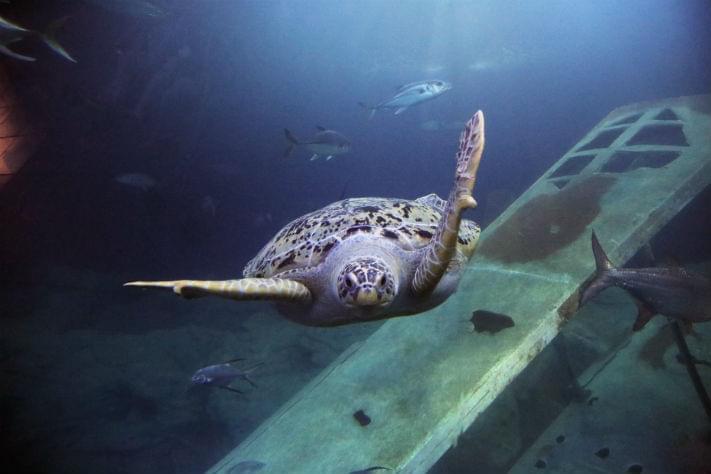 Friday the Green Turtle