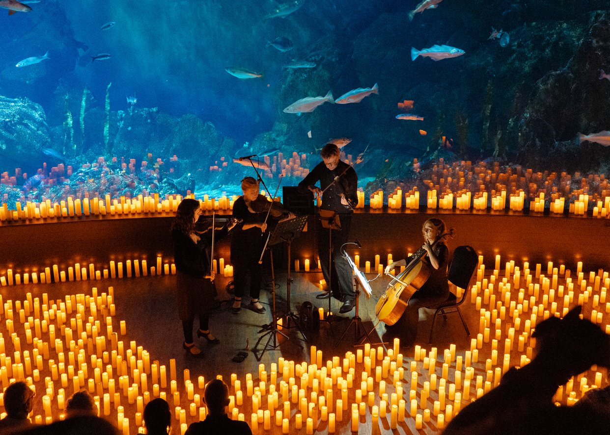 a four piece quartet surrounded by glowing candles, playing music in front of a large aquarium exhibit as an audiences listens and watches