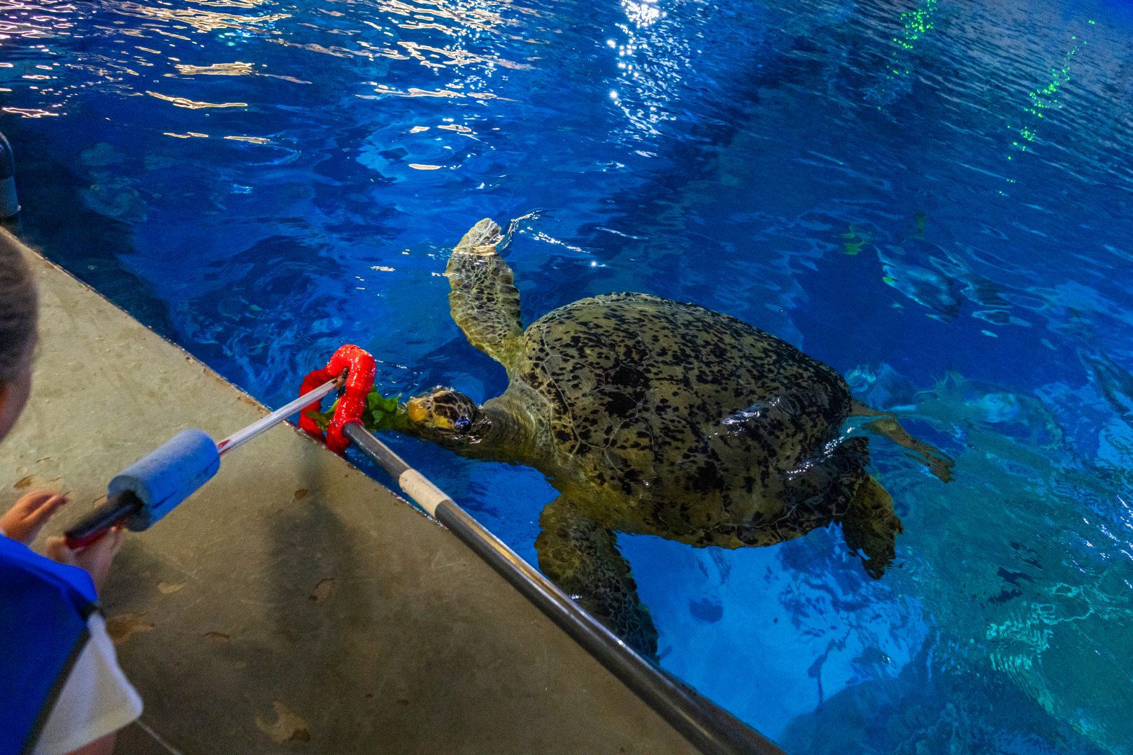 Feed the Turtle at The Aquarium in Plymouth