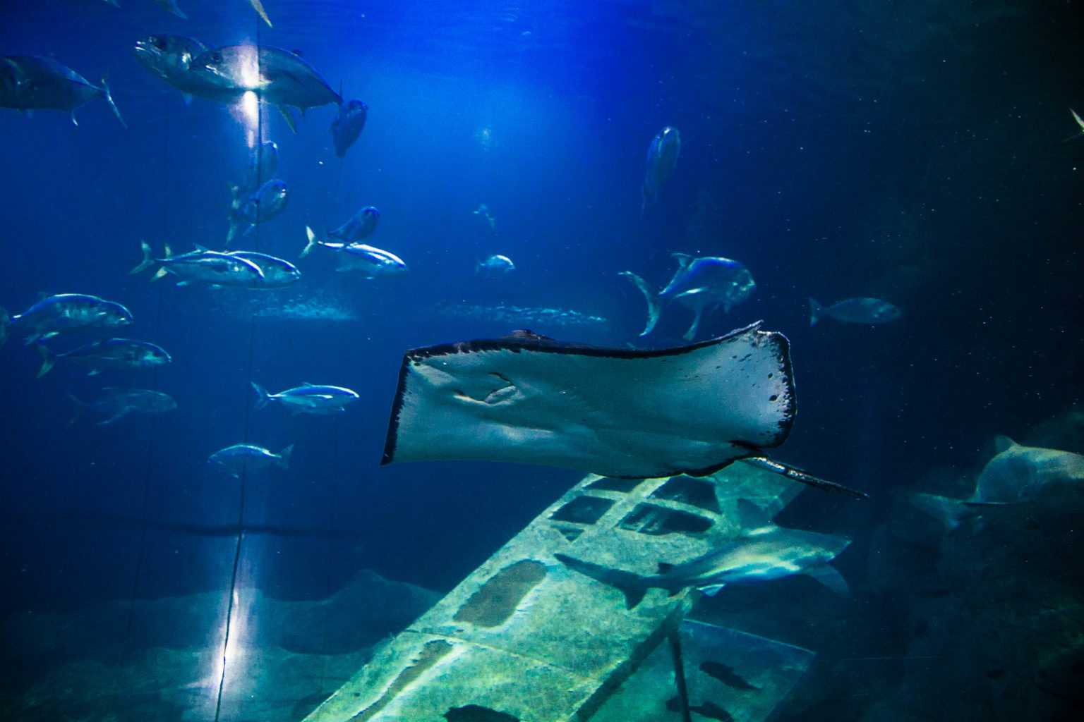 Atlantic Ocean | UK's largest tank | National Marine Aquarium