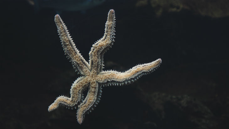 Starfish