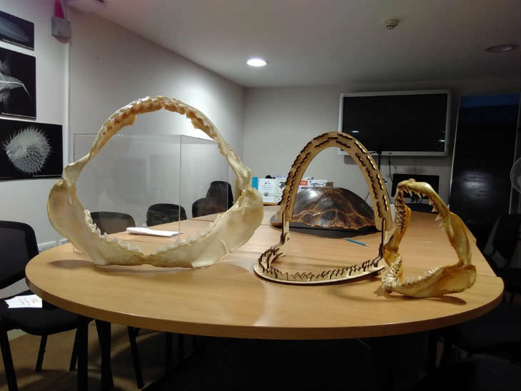blogshark