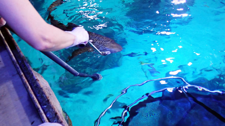 Zebra Shark | Aquarium | Shark feeding