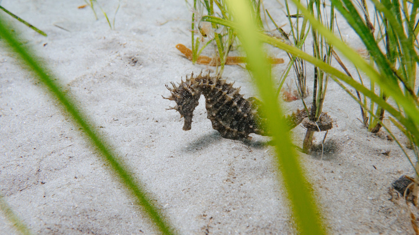 rare seahorse in plymouth sound national marine park
