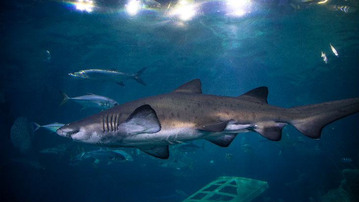 Fun facts about sharks - National Marine Aquarium