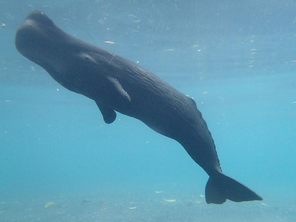 Sperm whales are wacky, weird, and wonderful! Here's why… - National Marine  Aquarium