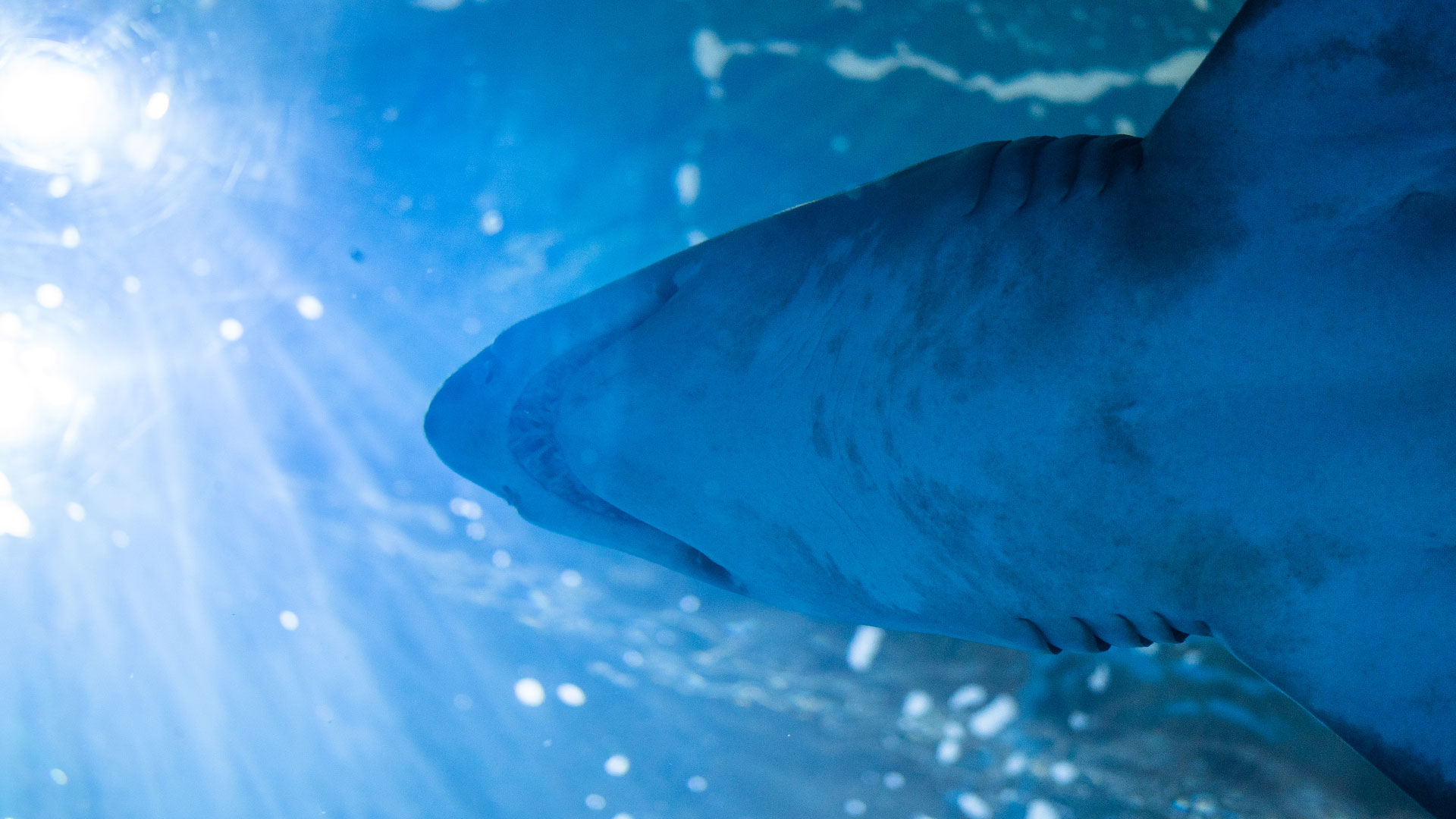 Aquarium Assistant Cafe/Soft Play National Marine Aquarium